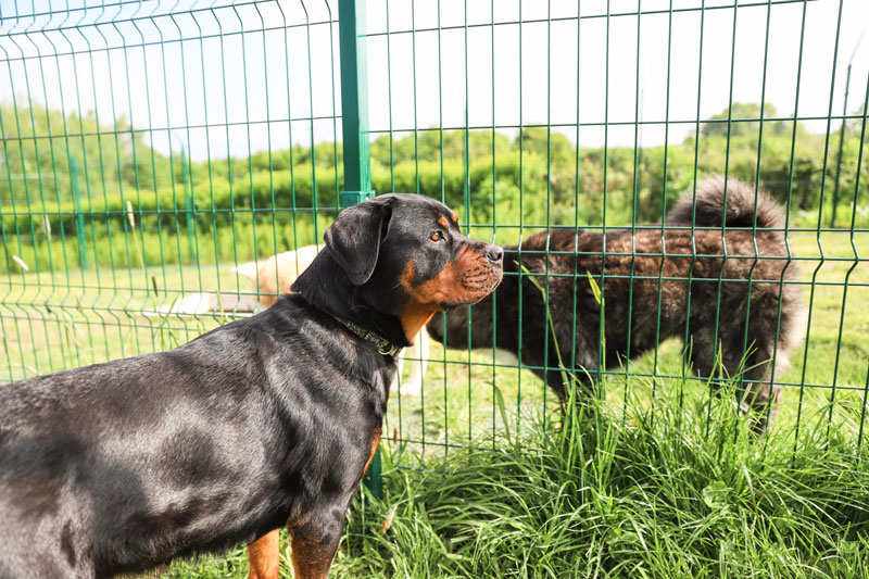 Pension canine